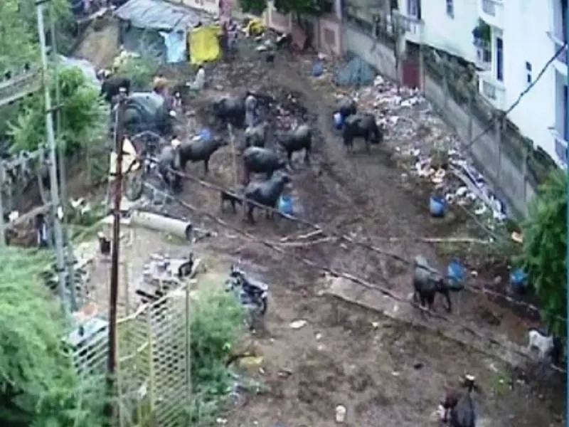 लखनऊ: इंदिरा नगर में सरकारी जमीन कब्जा कर बनाई अवैध गौशाला