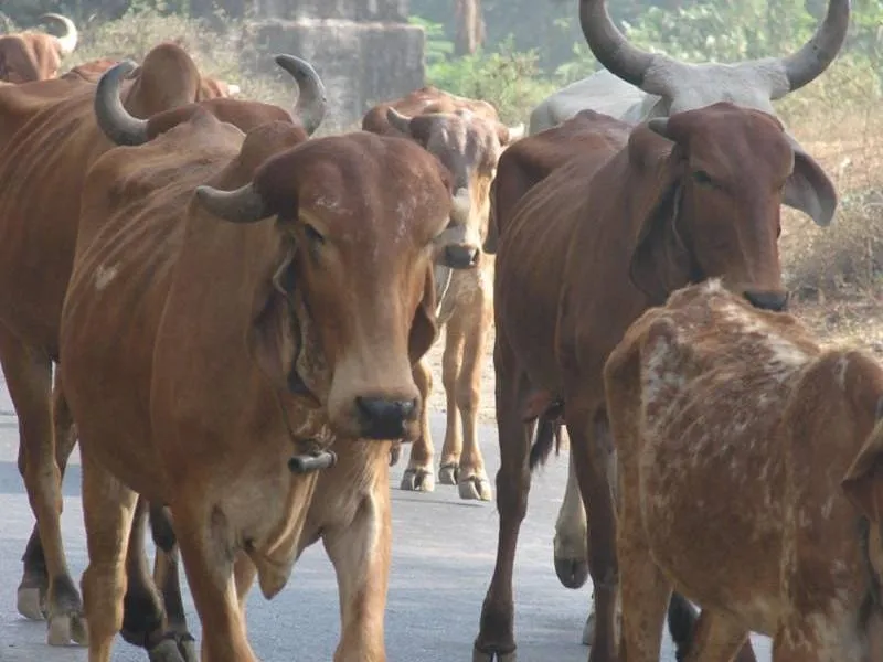 बांदा: मवेशियों ने धान की फसल को किया बर्बाद, हार्ट अटैक से किसान की मौत