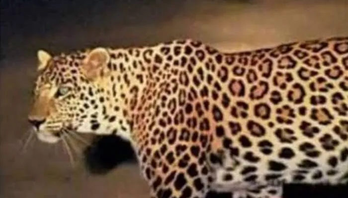 बहराइच: घर के निकट से बालिका को खेत में खींच ले गया तेंदुआ, मौत