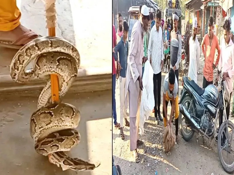 बहराइच: किराना की दुकान में घुस विशालकाय अजगर, गांव के लोगों ने पकड़कर जंगल में छोड़ा