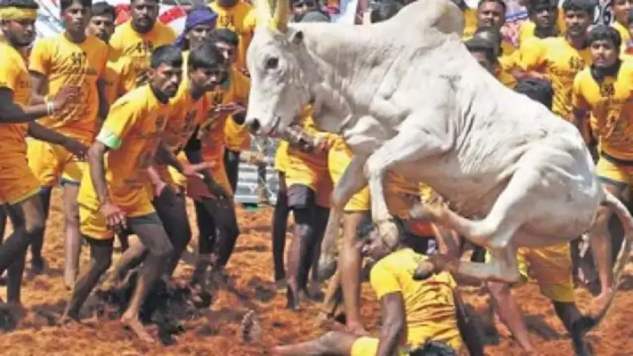 जानिए... जलीकट्टू और समान गतिविधियों के खिलाफ याचिकाकर्ताओं की 'सुप्रीम' दलील