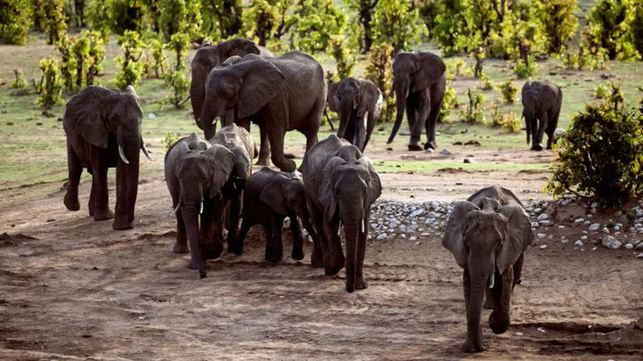 ‘पालतू’ हाथियों की DNA प्रोफाइलिंग शुरू करेगा बिहार, अवैध कारोबार पर लगेगी लगाम  