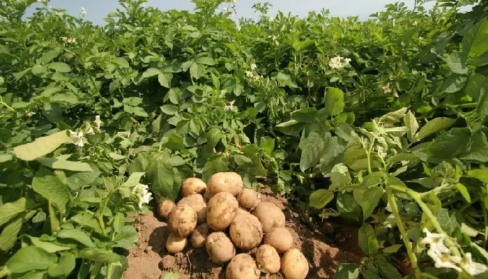 शुगर फ्री आलू की खेती : 03 नवंबर से किसानों को होगा बीज वितरण