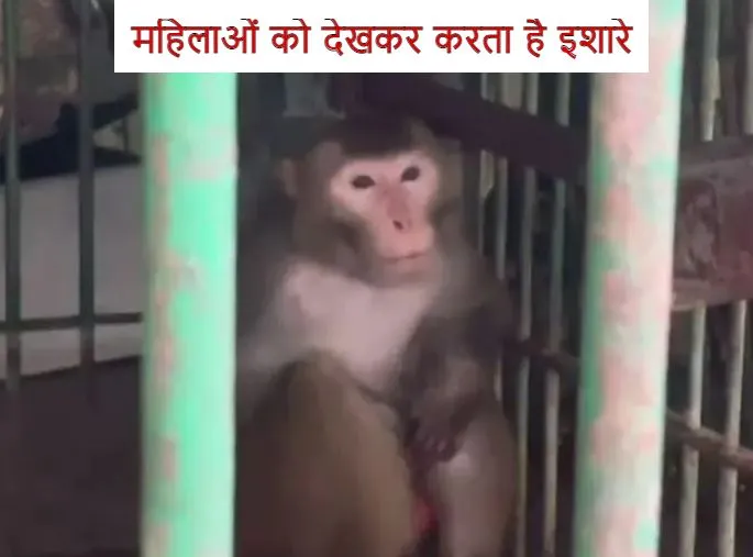 शराब-मांस का शौकीन बंदर करता है महिलाओं को इशारे, अब काट रहा उम्रकैद की सजा