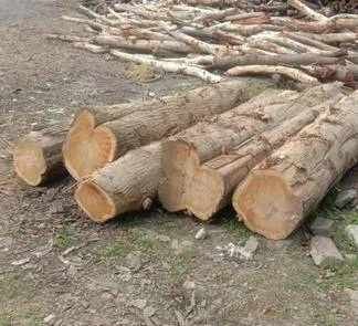 खटीमा: प्रशासन ने शीशम समेत 164 कटे पेड़ों की लकड़ी जब्त की 