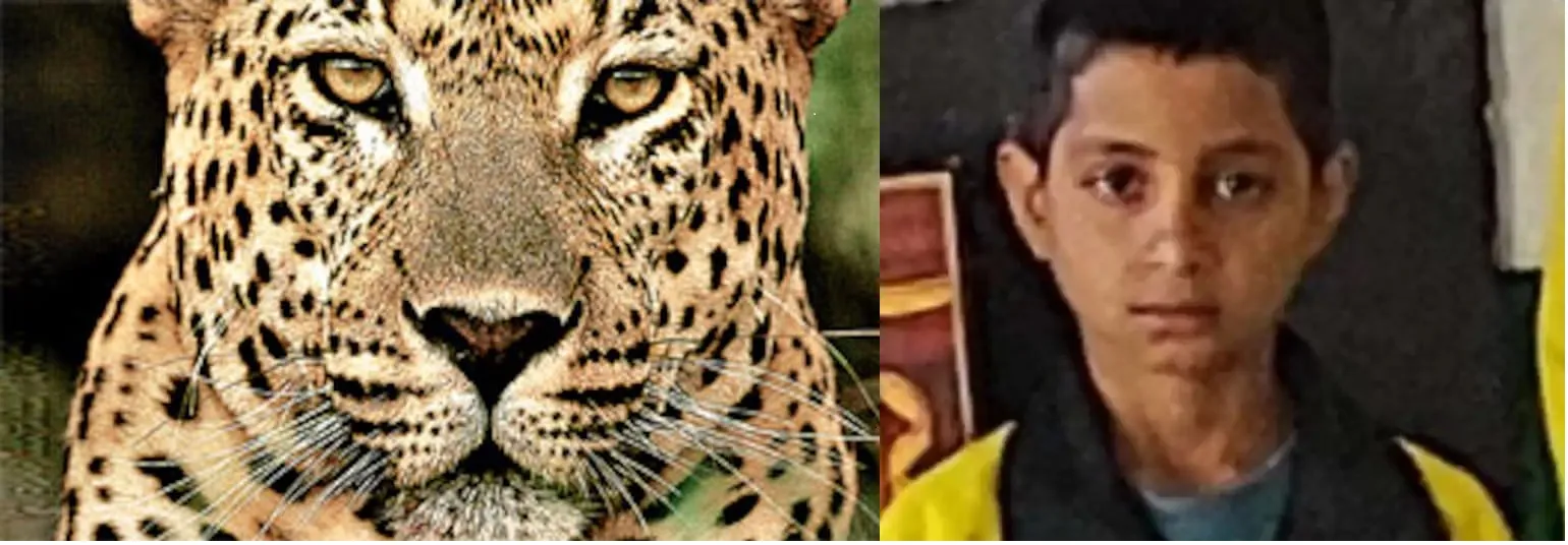 टिहरी: दोस्तों के साथ खेलकर लौट रहे 12 वर्षीय किशोर पर गुलदार का हमला, मौत
