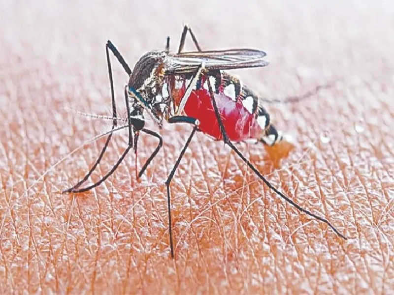  राजधानी लखनऊ में मिले डेंगू के 34 नये मरीज 