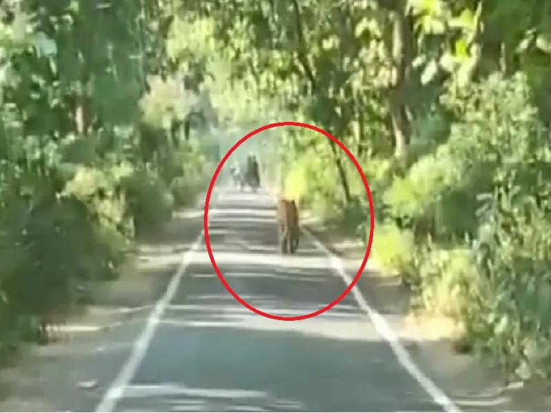 बहराइच : धूप का आनंद लेने सड़क पर आ गया  तेंदुआ
