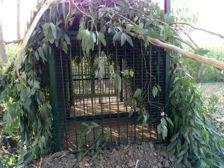 अल्मोड़ा: हमलावर तेंदुए को पकड़ने के लिए लगाया पिंजरा 