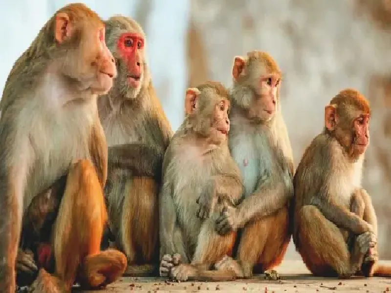 इटावा : बंदर के आतंक से मल्हौसी के लोग परेशान
