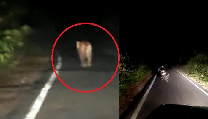 बहराइच : सड़क पर ही दहाड़ने लगा बाघ, बाइक छोड़ कर भागा युवक