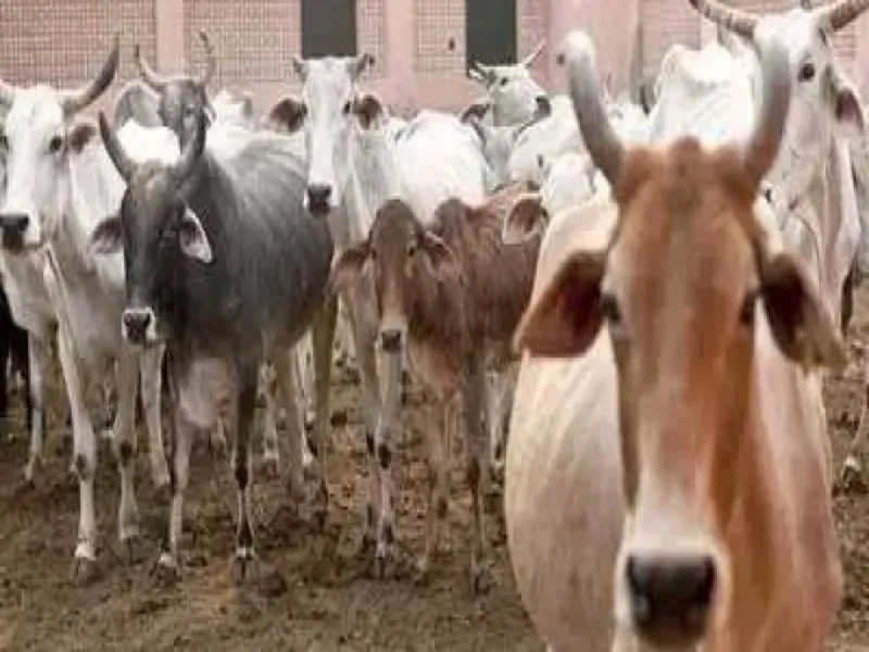 हरदोई: गोवंश बंद कर स्कूल में की गई तालाबंदी से पढ़ाई हुई चौपट