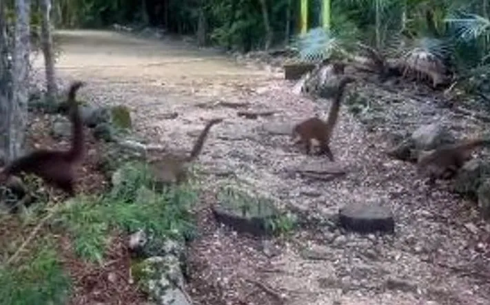 ओह तेरी... ये तो डायनासोर हैं!, सोशल मीडिया पर वीडियो देख लोग हुए हैरान