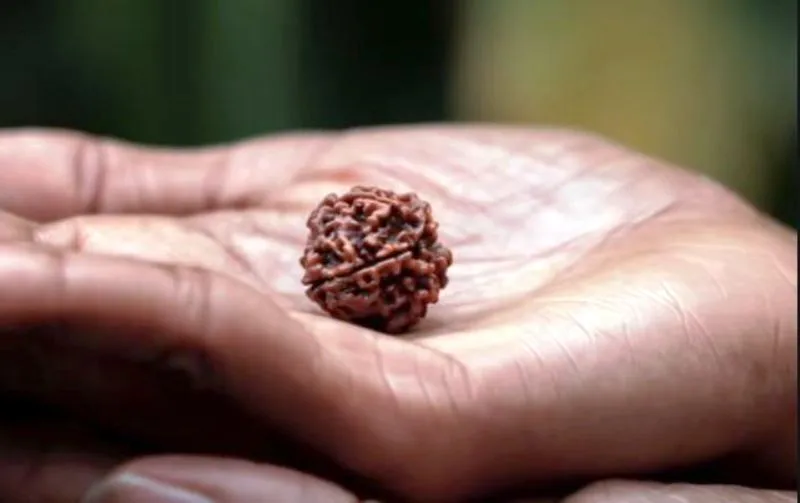 रुद्राक्ष पहनने से नहीं होगी पैसों की कमी,धारण करते समय बरतें ये सावधानियां