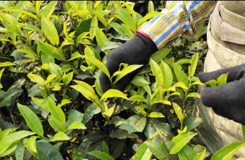 चाय बागानों में लैंगिक मसलों पर जागरूकता के लिए कठपुतली का सहारा ले रहे हैं युवा