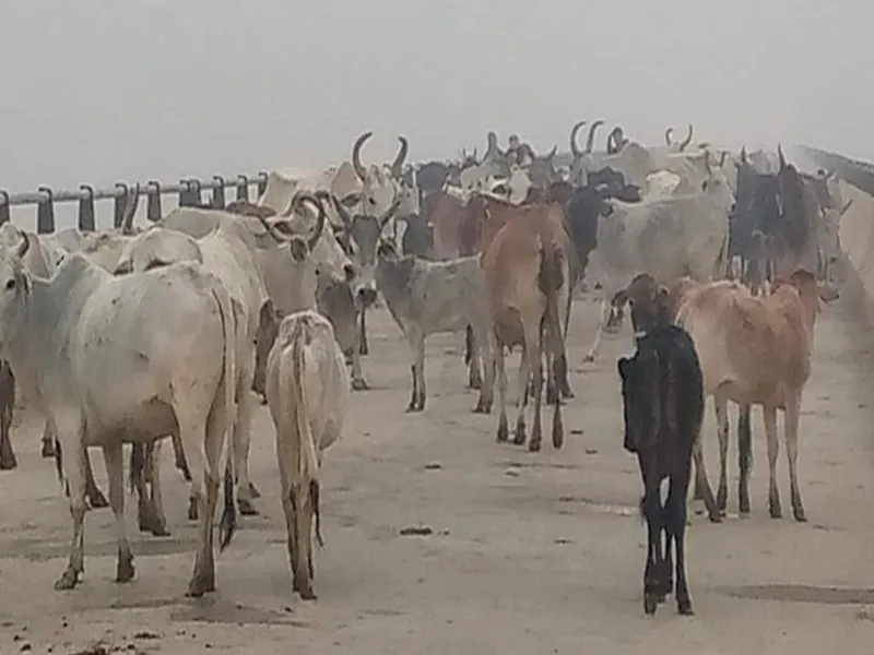 हरदोई: फसल की बर्बादी से बिफरे किसान, छुट्टा गौवंशों को पुल पर घेर कर लगाया जाम 