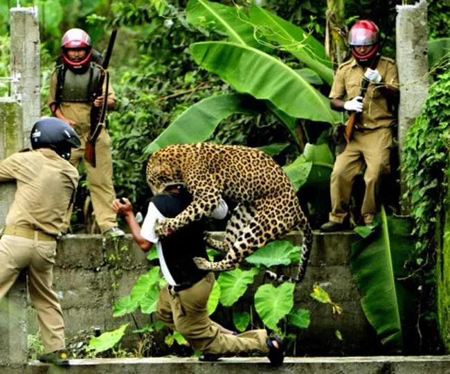 हल्द्वानी: महाराष्ट्र के लिविंग विद लेपर्ड मॉडल से कम हो सकता है संघर्ष