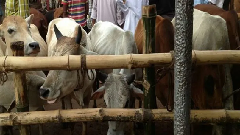 लखीमपुर-खीरी: गोवंशीय पशुओं के वध मामले का खुलासा, 14 आरोपी गिरफ्तार