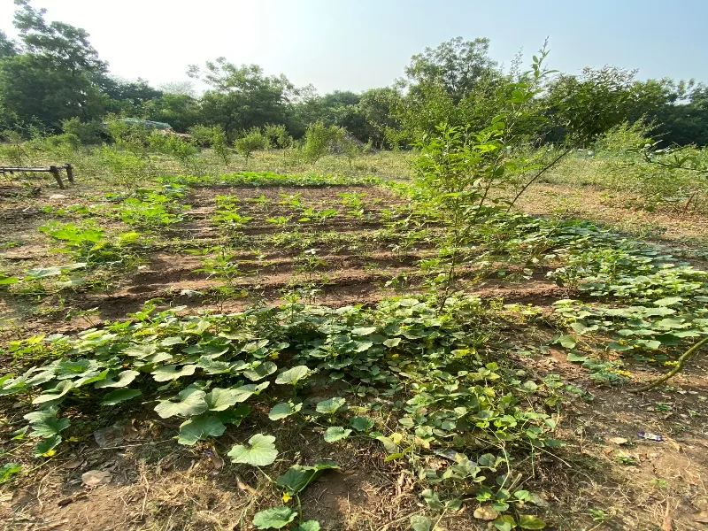 बलिया: गांवों में बनेंगी पोषण वाटिकाएं, महिलाओं को दी जाएगी ट्रेनिंग