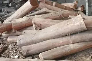 बाजपुर: वन विभाग ने चोरी कर ले जाए जा रहे यूके लिप्टिस के 126 नग किये बरामद