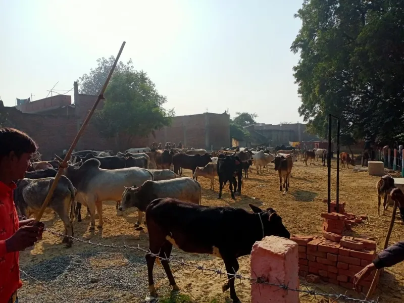 हरदोई: छुट्टा पशुओं से परेशान किसानों ने खेल के मैदान में बांधे गोवंश