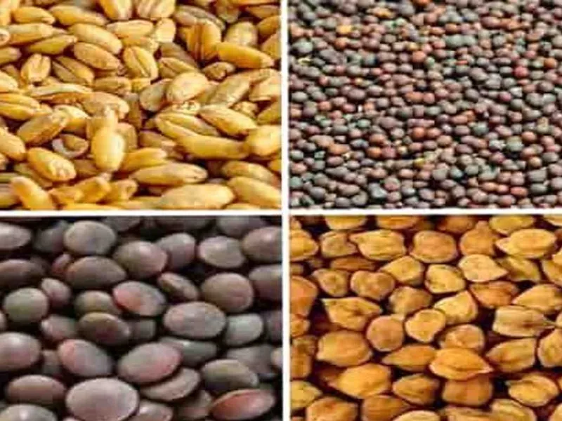 अयोध्या: मिनी बीज किट पाने में रुदौली के किसान अव्वल, मवई पीछे  