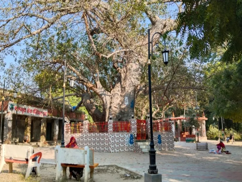 सुल्तानपुर: पारिजात वृक्ष को सीएम संवर्धन योजना में शामिल करने की मांग 