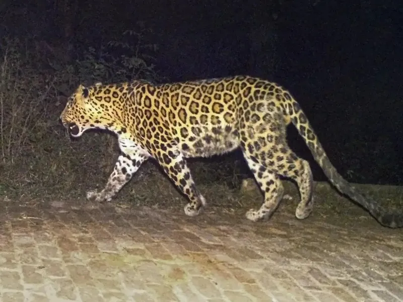 बहराइच: घर में घुसे तेंदुए ने बकरी को बनाया निवाला