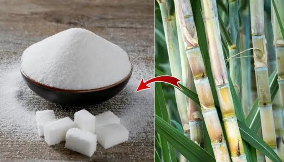 बरेली: आंवला में खुलेगी डालमिया ग्रुप की चीनी मिल, जुड़ेंगे 50 हजार किसान