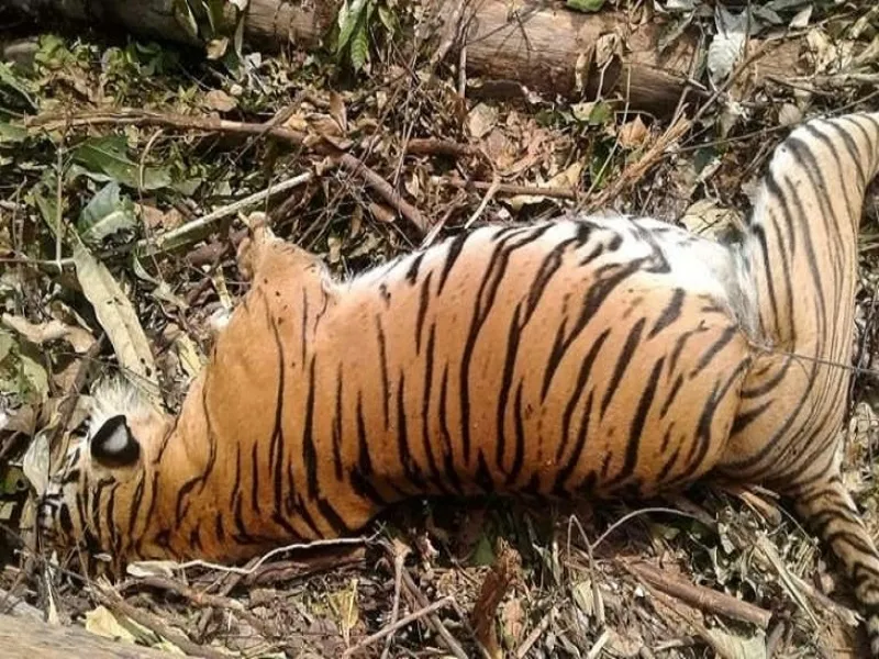संदिग्ध परिस्थितियों में पेड़ से लटका मिला बाघ का शव 