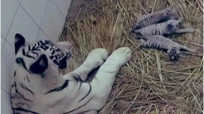 दिल्ली के चिड़ियाघर में 'इनब्रीडिंग' से जुड़ी आनुवांशिक समस्याओं से सफेद बाघ की मौत का संदेह 