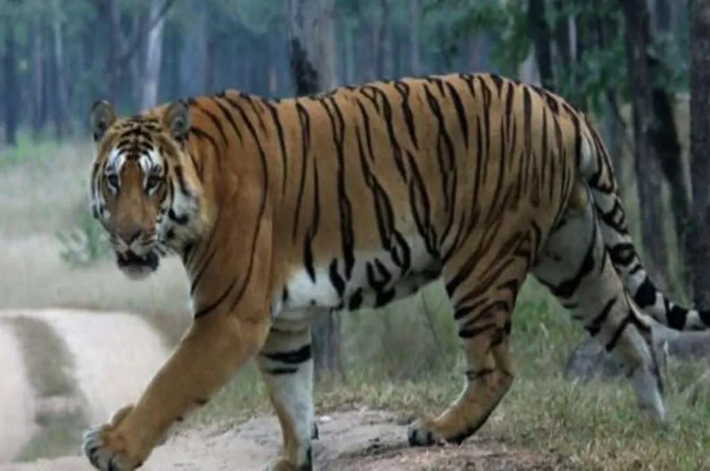 पीलीभीत: जंगल में लकड़ी बीनने गए ग्रामीण पर बाघ ने किया हमला, मौत