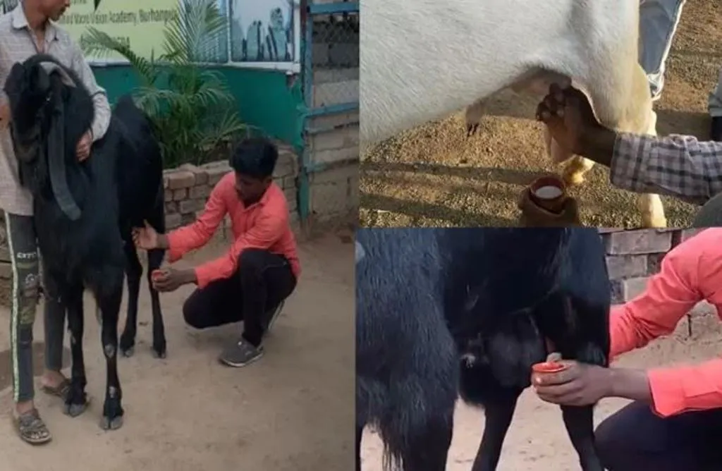 यहां बकरे भी दे रहे हैं दूध, कीमत सुनकर आपके भी उड़ जाएंगे होश