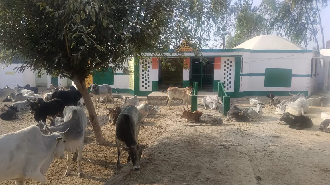 शाहजहांपुर: अब निकरा के स्कूल में लावारिस पशुओं को किया बंद, रिपोर्ट दर्ज