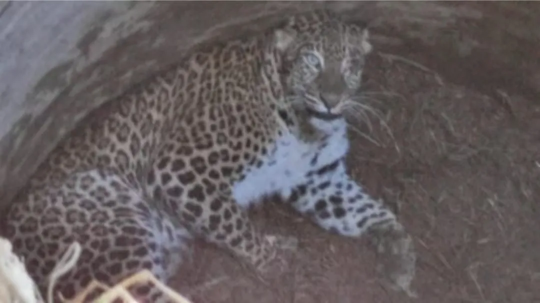 मेरठ: कुएं में गिरा तेंदुआ, आवाज आने पर ग्रामीणों को हुई जानकारी, वन विभाग रेस्क्यू करने में जुटा