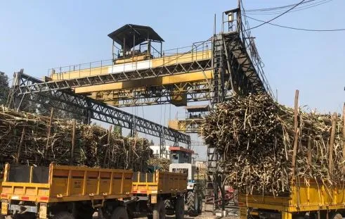 बरेली: इस साल का छोड़िए पिछले सत्र के भुगतान को तरस रहे गन्ना किसान