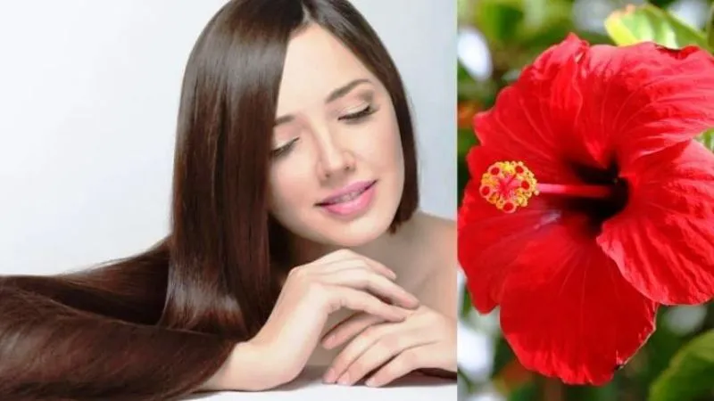 गुड़हल के फूल बालों के लिए होते हैं फायदेमंद, जानें इस्तेमाल का तरीका
