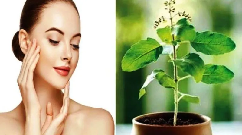 Skin Care Tips: पिंपल्स से हैं परेशान तो तुलसी के पत्तों का ऐसे करें इस्तेमाल, खिल उठेगा चेहरा