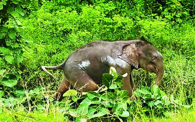 छत्तीसगढ़ में हाथी शावक का शव बरामद, बिजली के करंट की चपेट में आने से हुई मौत !