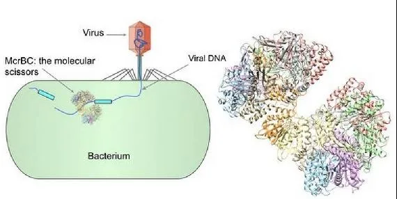 बरेली: बौद्धिक अक्षम्य बच्चों के लिए बेहतर है बिहेवियर थेरेपी पर प्रस्तुत किया शोधपत्र