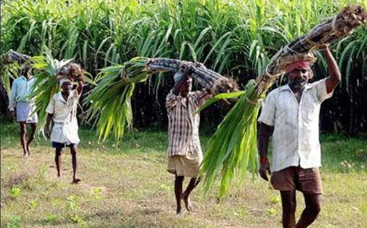 बरेली: गन्ना किसानों को अब ट्रोल फ्री नंबर की सुविधा