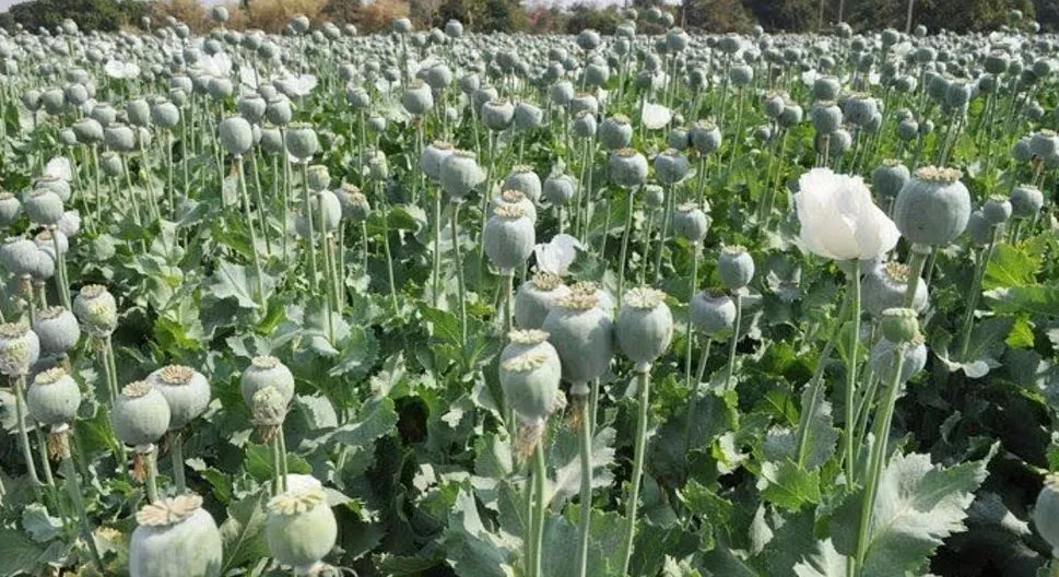 राजस्थान: अफीम किसानों की पीड़ा को लेकर जैन भाया ने बिरला को लिखा पत्र