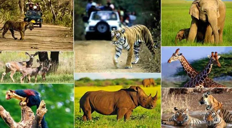 बरेली: वन एवं वन्य जीव विभाग में इंटर्नशिप के लिए करें आवेदन