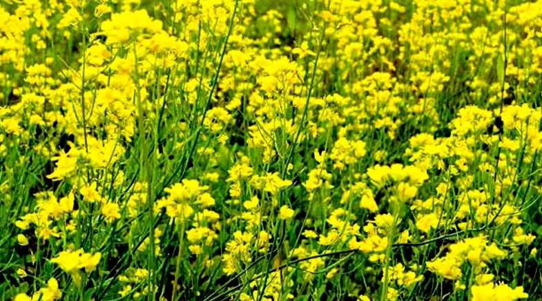 जीएम सरसों का परीक्षण