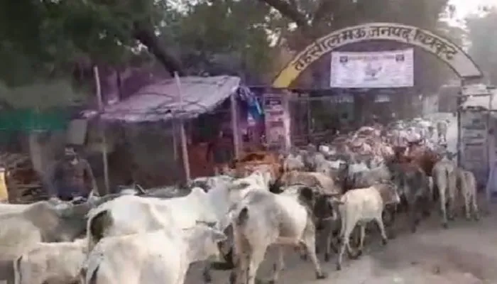 Chitrakoot News : गोवंशों को ग्रामीणों ने तहसील परिसर में किया बंद, एसडीएम बोले- आपराधिक तत्वों ने उड़ाई थी अफवाह