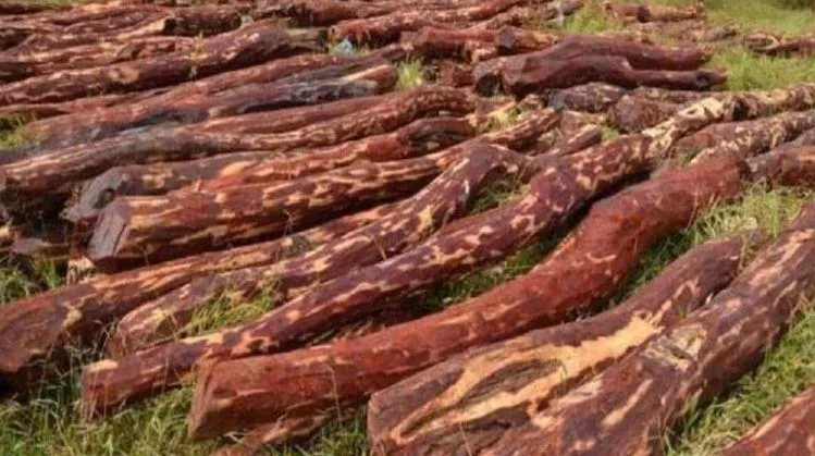 मथुरा: 50 लाख का चंदन ले जाते तस्कर गिरफ्तार, इनोवा गाड़ी से बरामद हुई लकड़ी