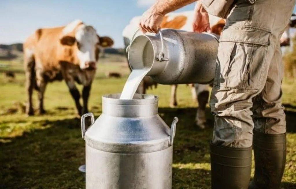 बरेली: चॉकलेट खाकर पशुओं में बढ़ रही दूध उत्पादन की क्षमता