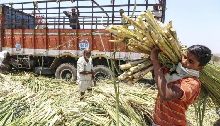 जसपुर: तौल नहीं होने से किसानों का गाड़ियों में ही सूखा गन्ना 