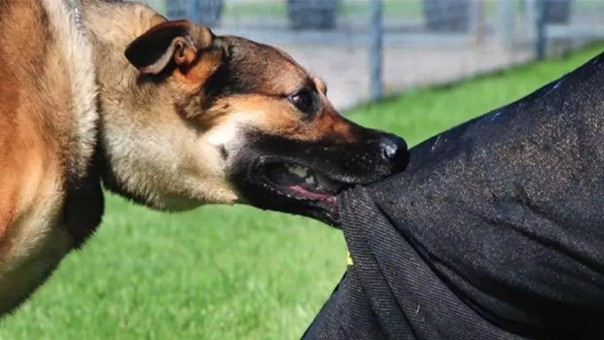 कुत्तों के हमले में बच्ची की मौत, मानवाधिकार आयोग ने मांगा जवाब 