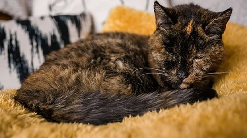 म्याऊं-म्याऊं स्पेशल : फ्लॉसी मौसी का जलवा कायम, सबसे ज्यादा जीने का बनाया विश्व कीर्तिमान